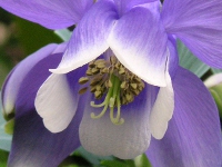 オダマキ〔苧環〕の花（写真）